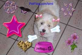 petflog.com Terrii