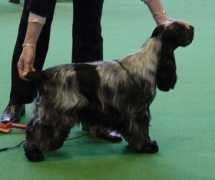 elefebo.com Terriles