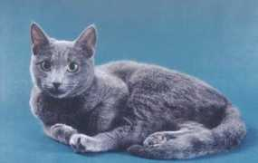 bluebellcats.org.ua Terya