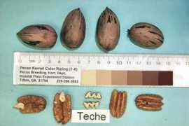 Tesche