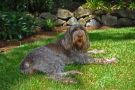 bellalucekennel.com Tesora