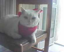 menandpets.com Tesorina