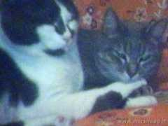 lnx.micimiao.it Tesoroni