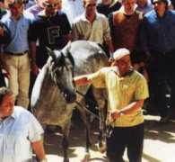 ilpalio.org Tessera