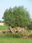 panoramio.com Tetard