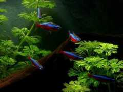 maxstrandberg.com Tetras