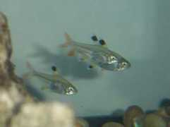 tropicalfishgallery.com Tetras