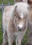 Tetske
