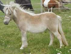 Tetske