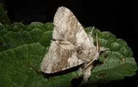 papillon-poitou-charentes.org Teulier