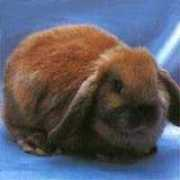 hellopet.com.cn Teyang