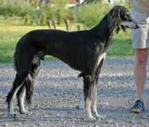 saluki-web.de Thaabit