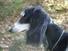 saluki-web.de Thaabit