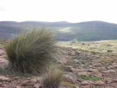 summitpost.org Thabana