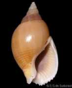 gastropods.com Thachi