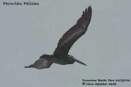 oiseaux.net Thage