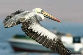 oiseaux.net Thage