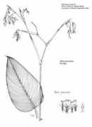 botany.csdl.tamu.edu Thagen