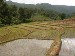 Thaib