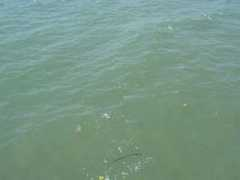 thailandhansi.net Thaiene