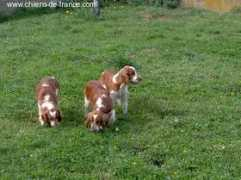 thailane.chiens-de-france.com Thailane