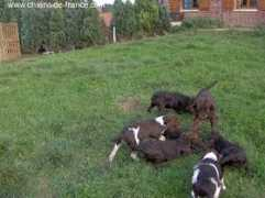 thailane.chiens-de-france.com Thailane