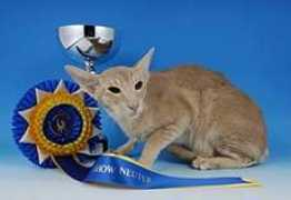 aristocatsclub.co.uk Thailu
