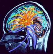 brainmind.net Thalam