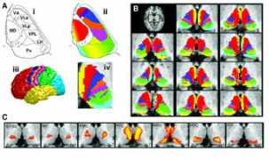 users.fmrib.ox.ac.uk Thalamus