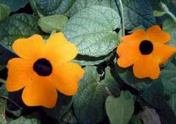 hear.org Thalap