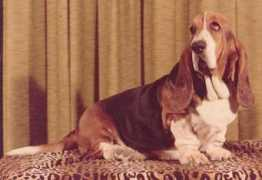 chasanbassets.com Thaliaa