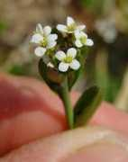 missouriplants.com Thaliana