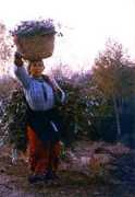 Thamourth