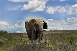elephant.se Thandora