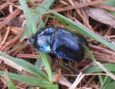 whatsthatbug.com Thanik