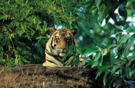 ourplanet.com Thapar