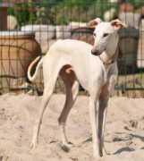 windhunde-sind-jagdhunde.de Tharek
