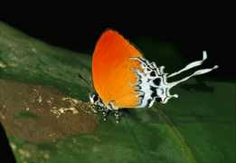 learnaboutbutterflies.com Tharis