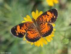 carolinanature.com Tharos