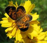 bugguide.net Tharos