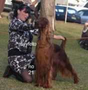 dogzonline.com.au Thaun