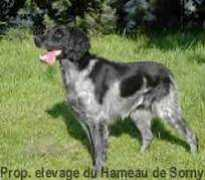 compagnon.fidele.free.fr Thavani