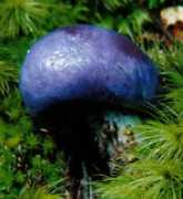 allaboutmushrooms.com Thax