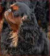 charliefriends.net Theane