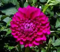 dahlias.net Thebaron