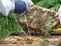 Thebees