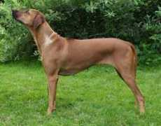 visit.se Thedin