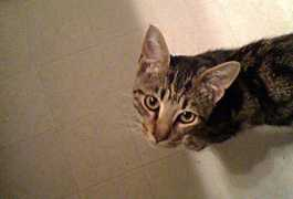 Thekitty