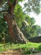 thrikodithanam.org Thekke
