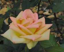 rosefog.us Thelady